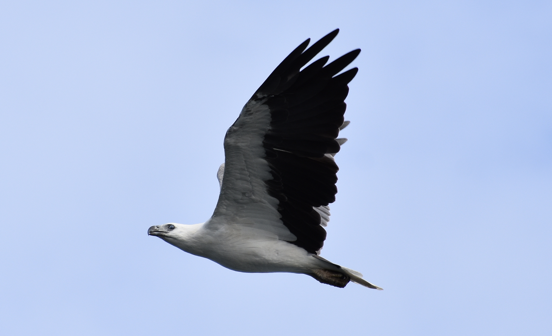 White Bellied Sea Eagle Mallaccota 6.  Photo courtesy of Janet Hubbard.JPG