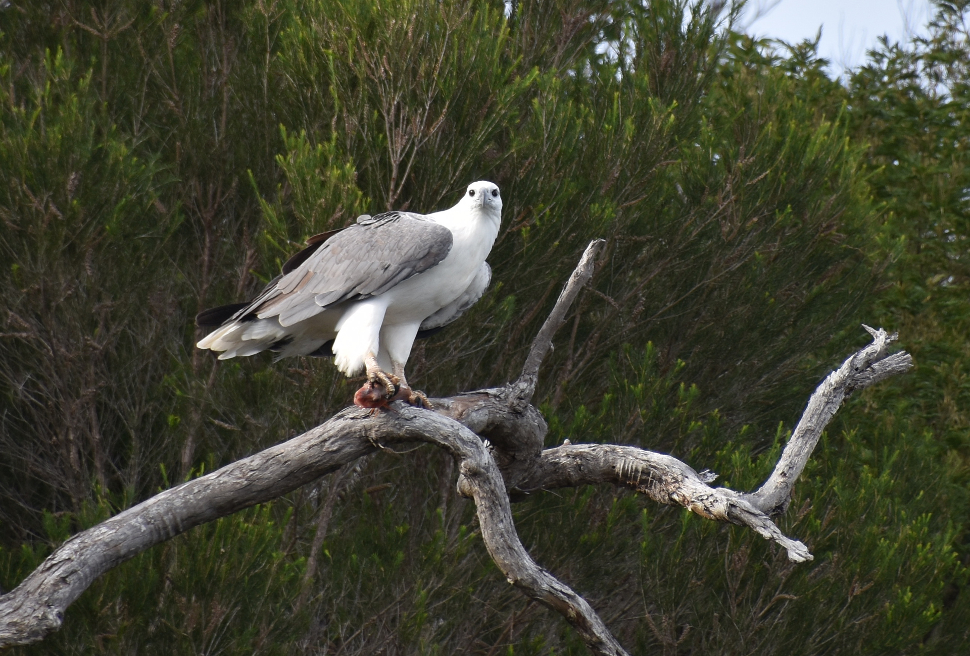 White Bellied Sea Eagle Mallaccota 2.  Photo courtesy of Janet Hubbard.JPG