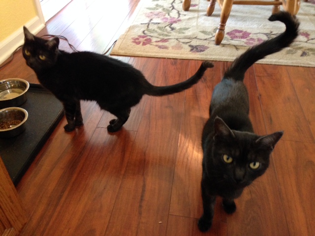 Somebody say kitty treats?