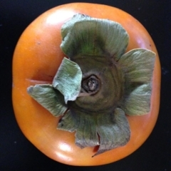 Persimmon (Fuyu, of course)