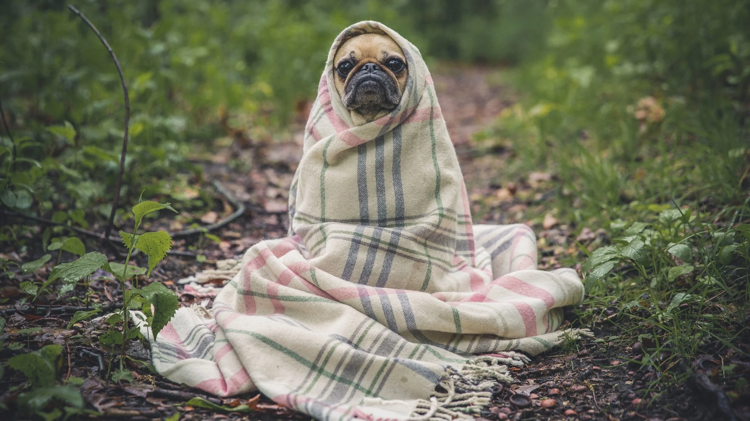 Should I boost my immune system?