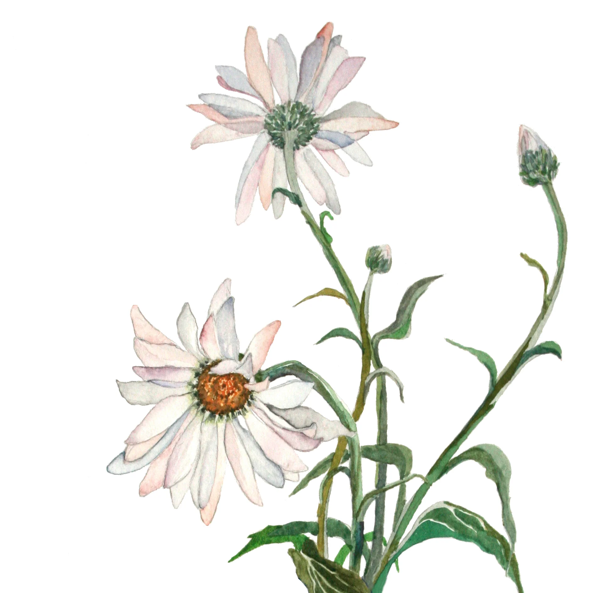 daisys.jpg