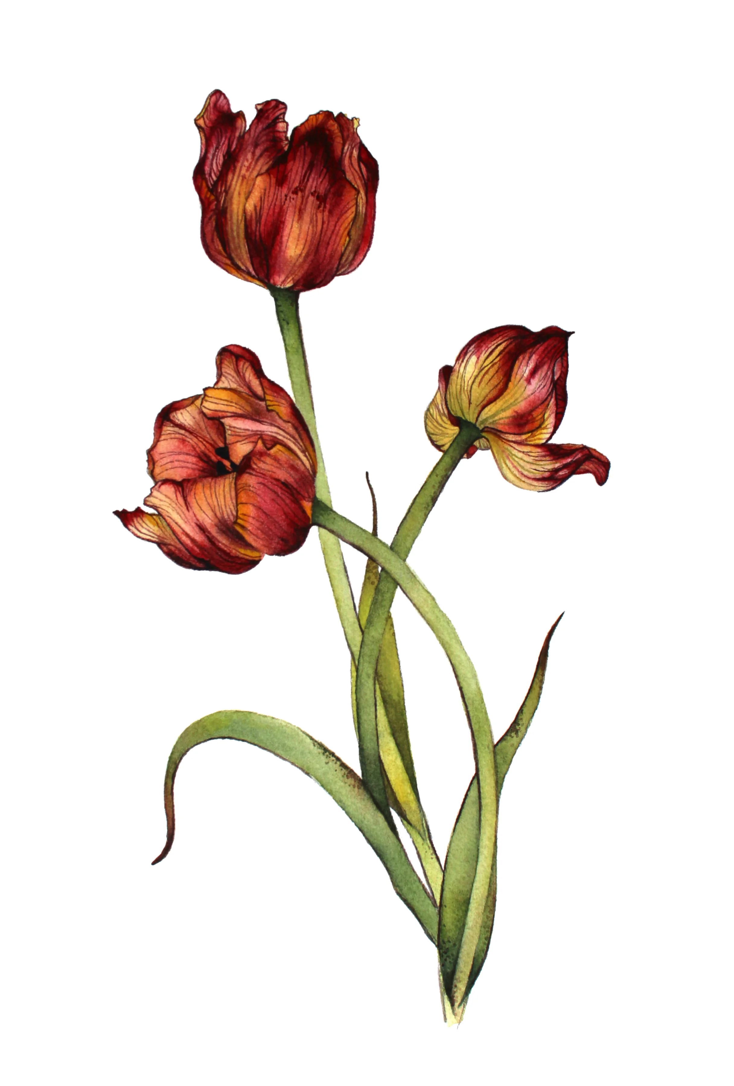 tulips.jpg