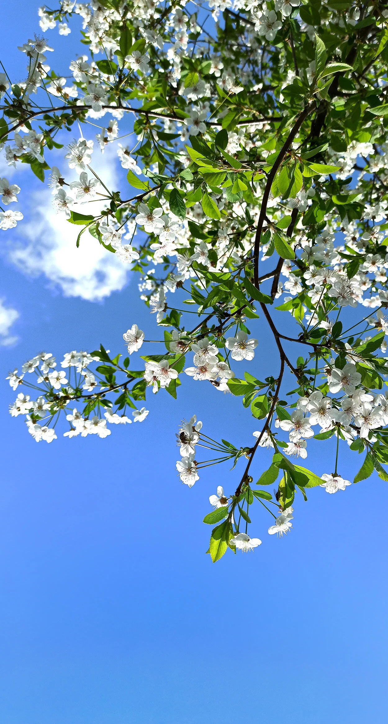 VCP Community Yoga: RAIN CANCELLATION