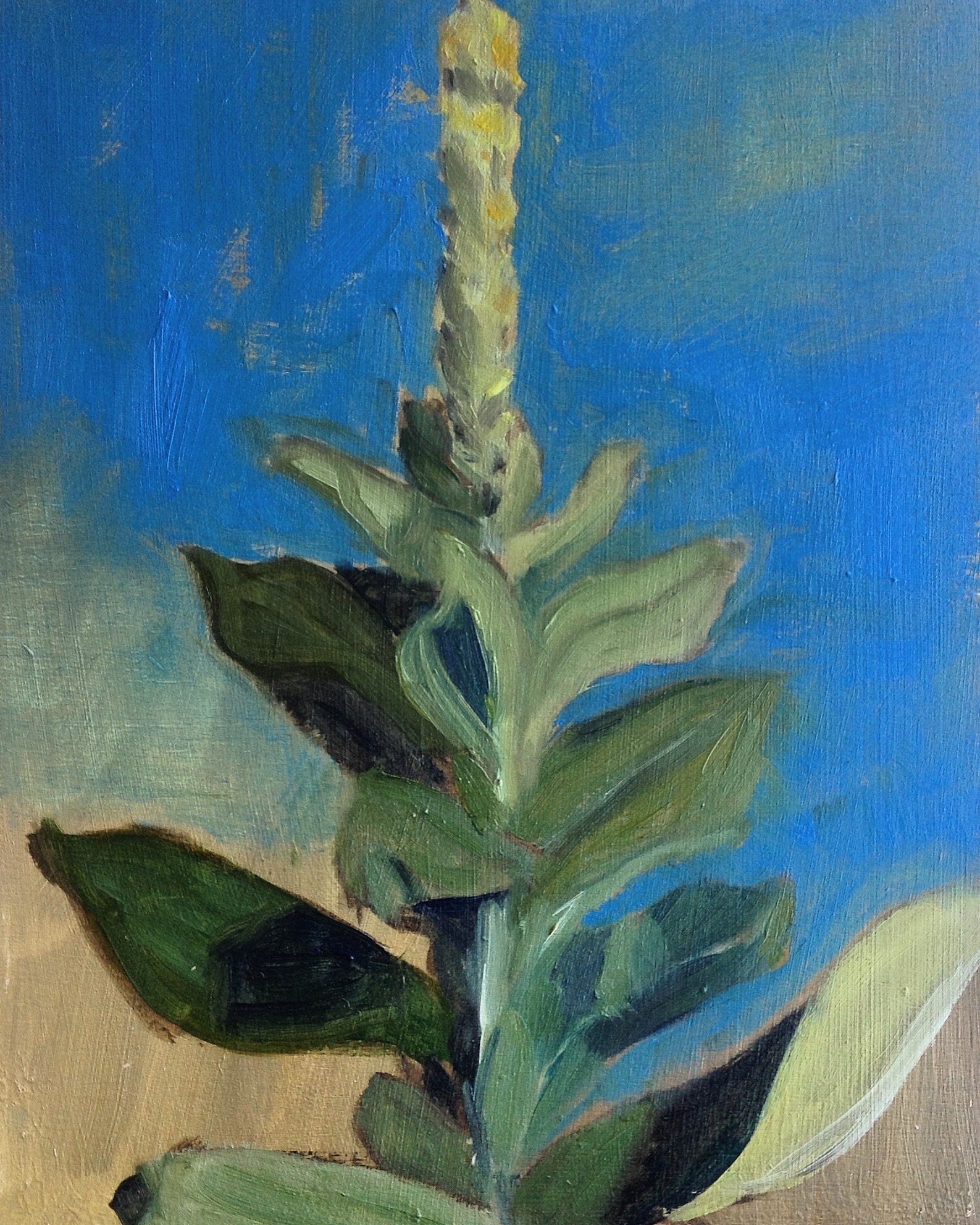 Mullein