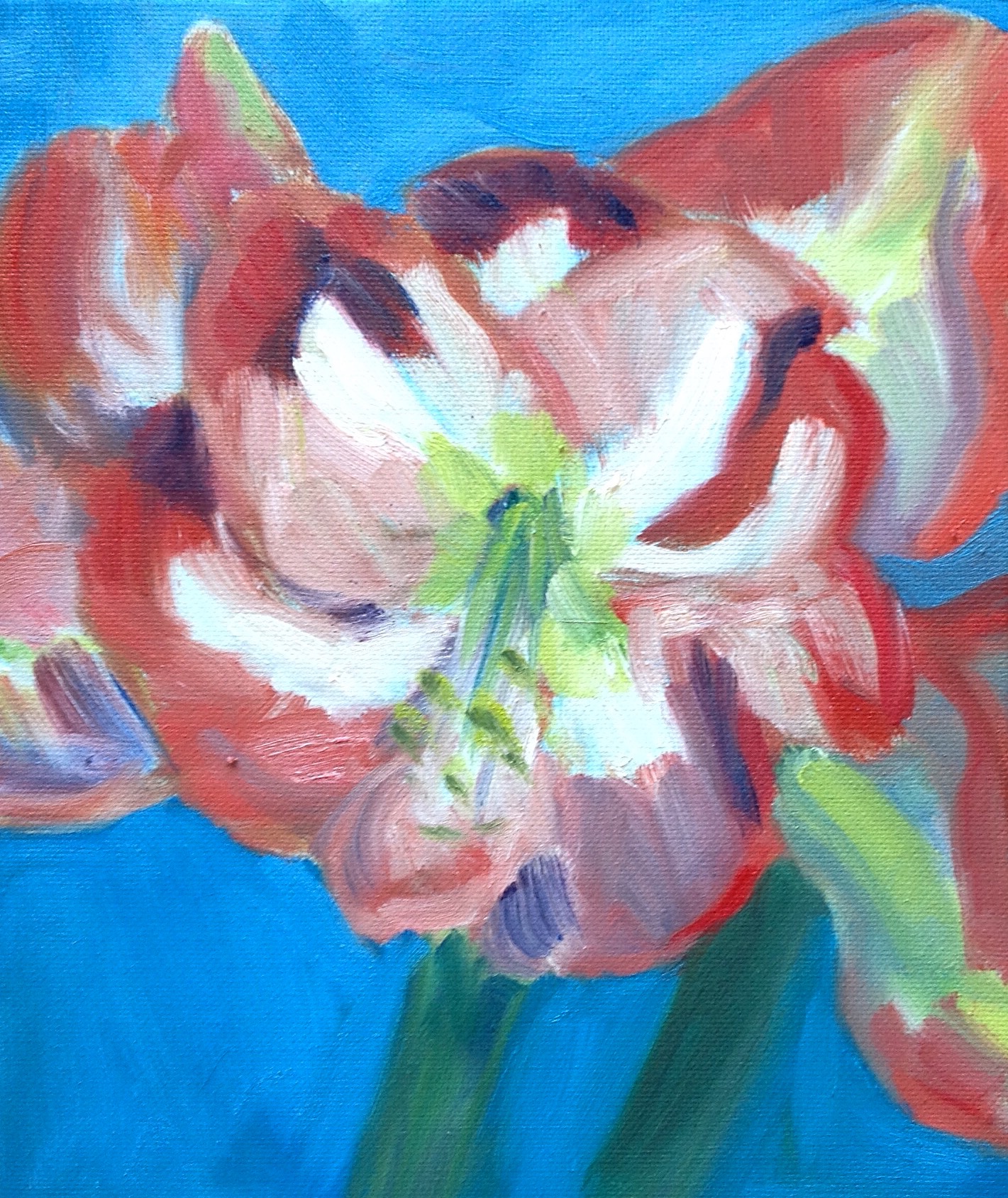 Amaryllis