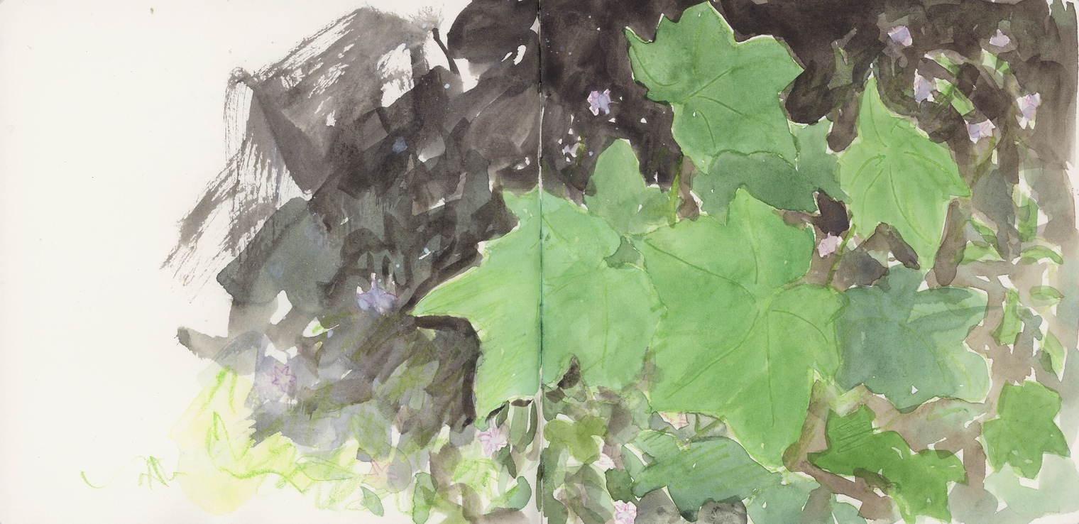 Enjoying a rainy summer day, painting some salmon berry leaves photographed in Priest Lake in a sketchbook.