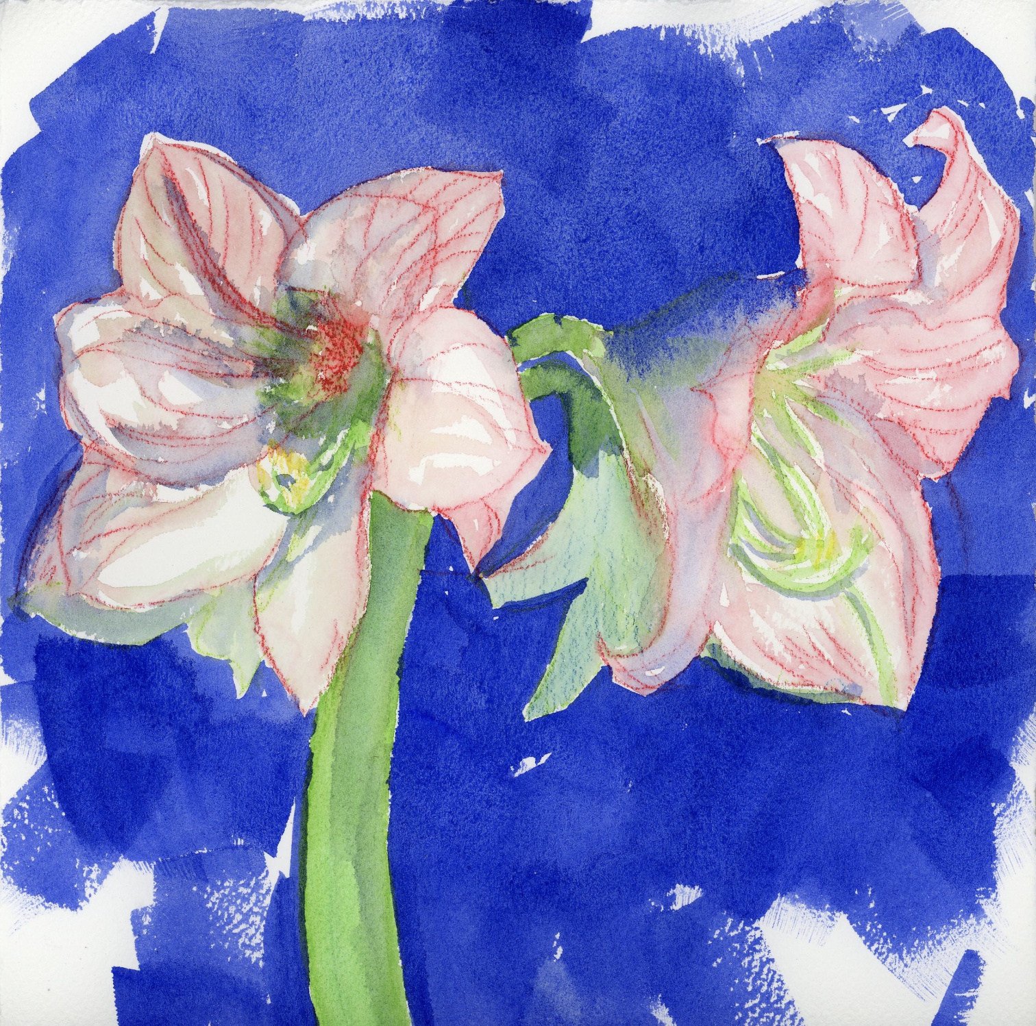 painting_Blue_Amaryllis_300dpi_1500.jpeg