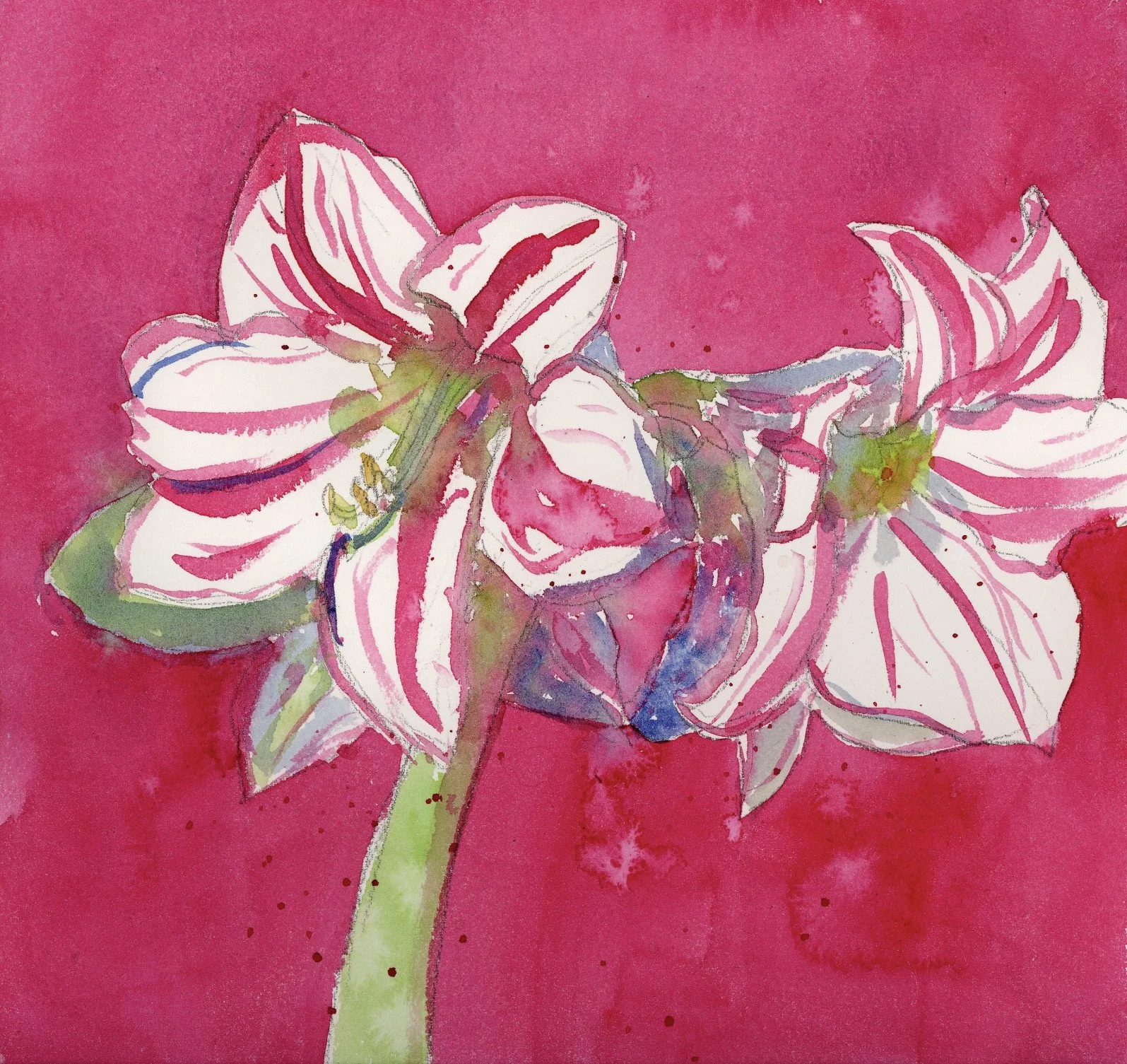 painting_Pink_Amaryllis_300dpi_1500.jpeg