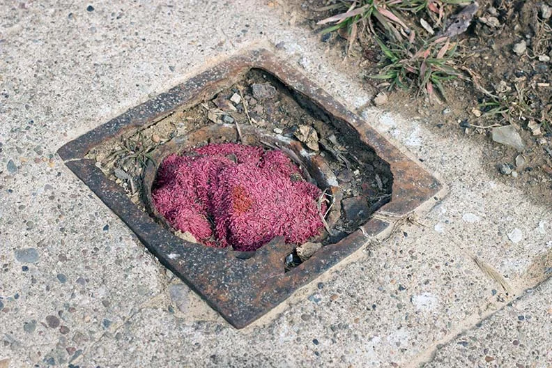 Red Rag in Drain