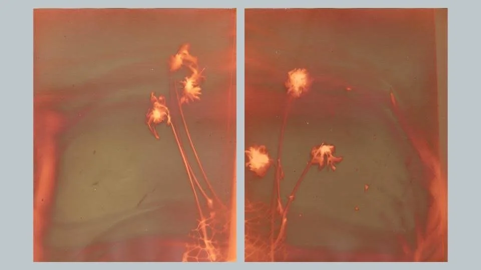 Distract to Let Go/ Focus on Growing