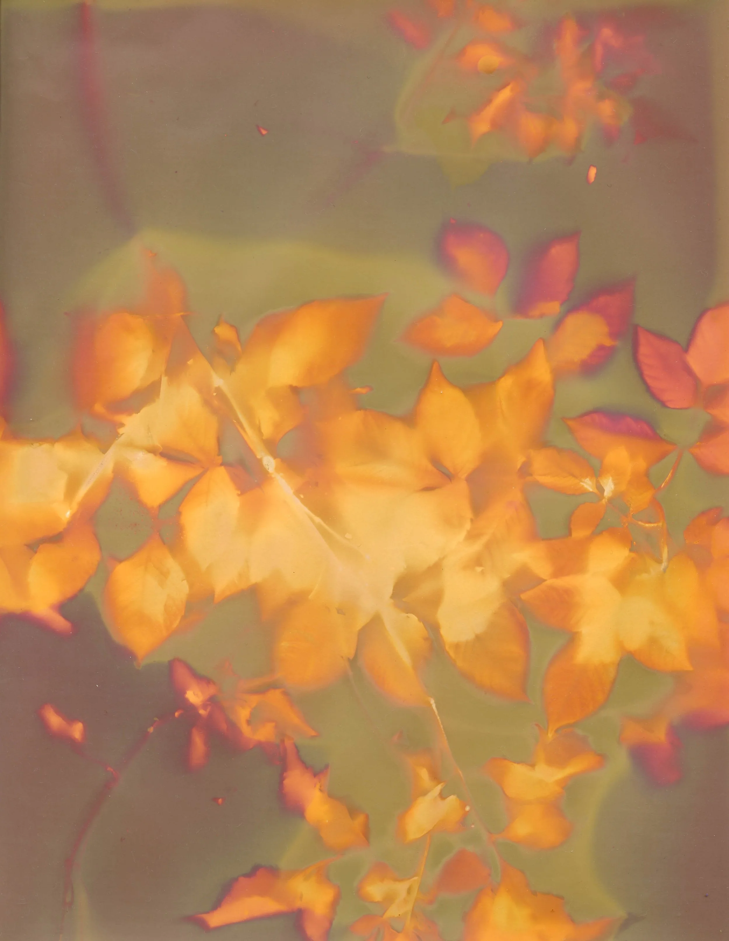 Dahlia Stems
