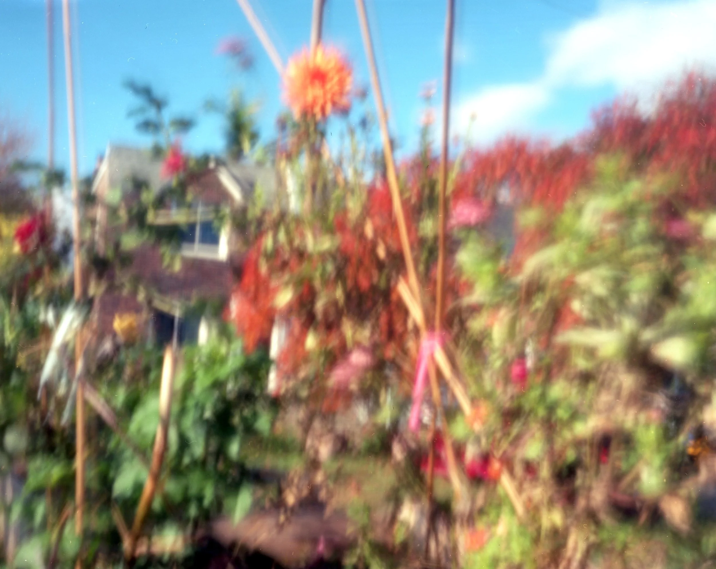 Dahlia Dream