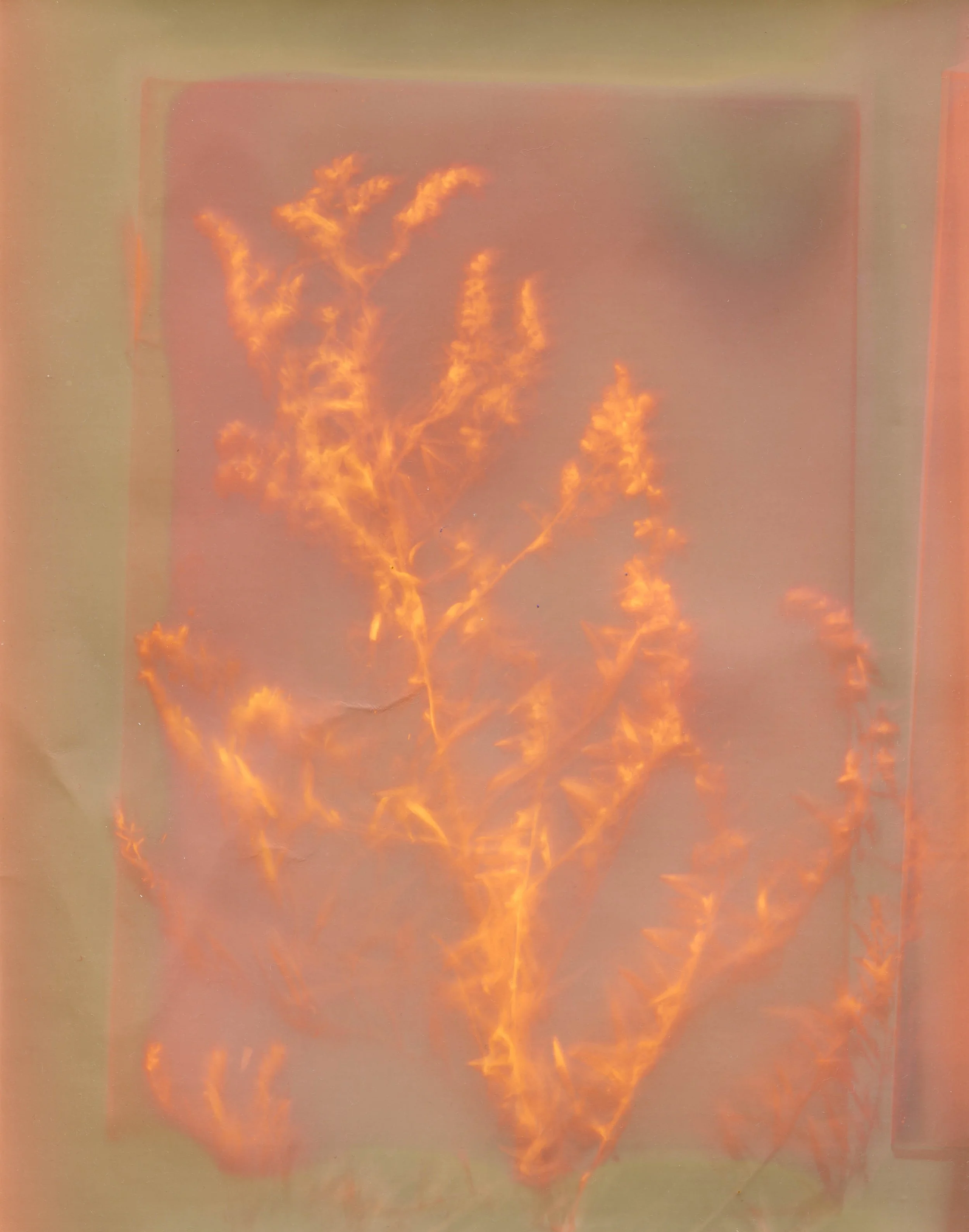 Mugwort