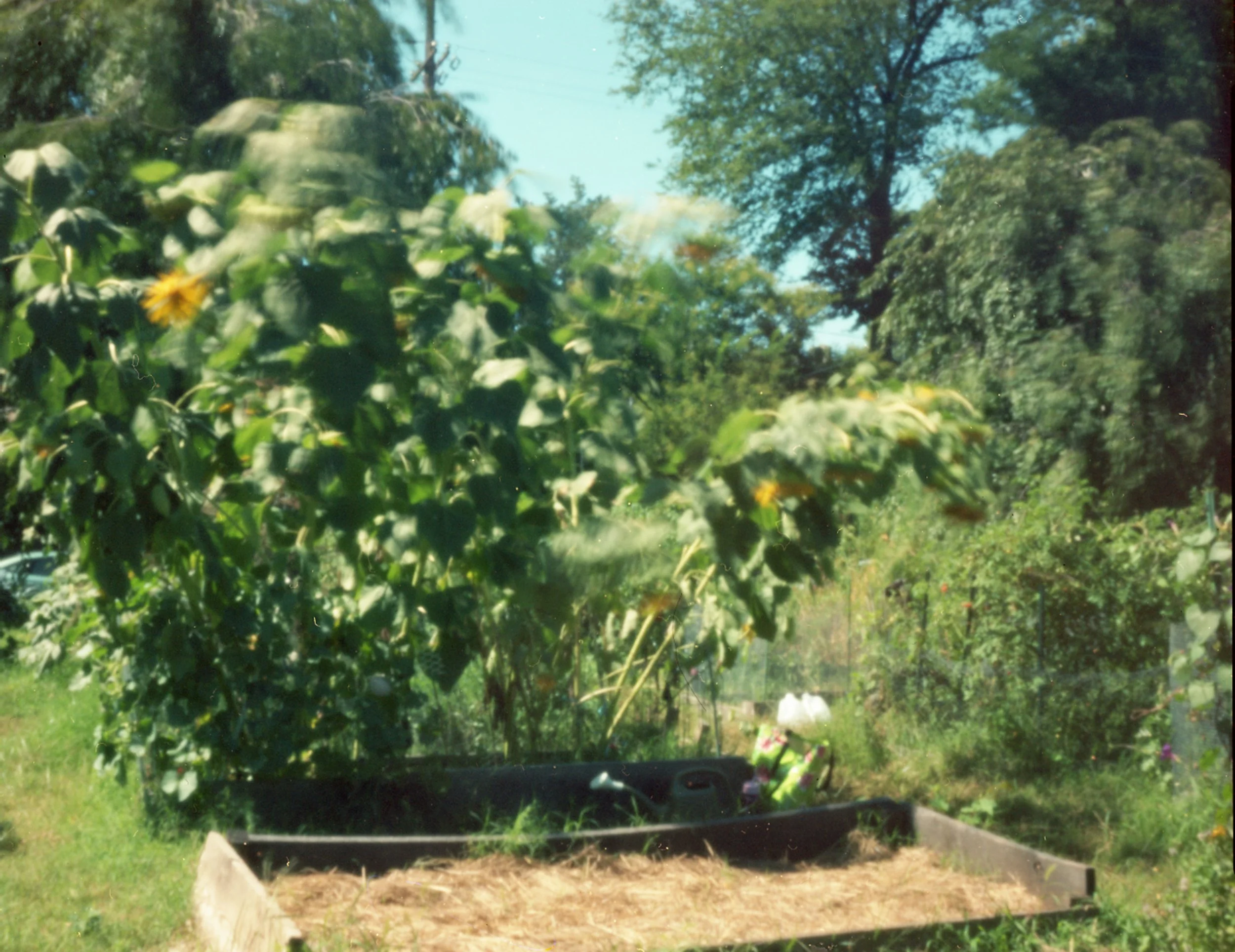 Sunflower Dream