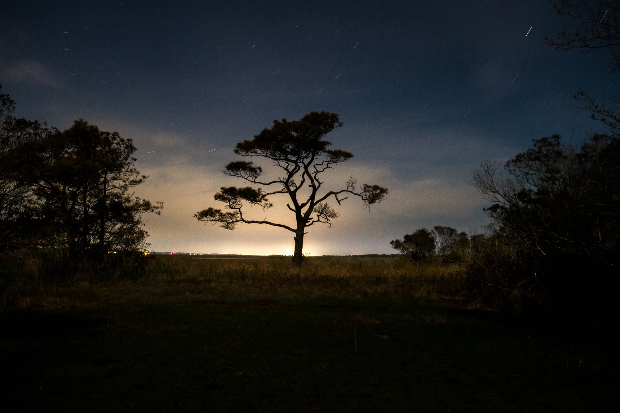 assateague-tree.jpg