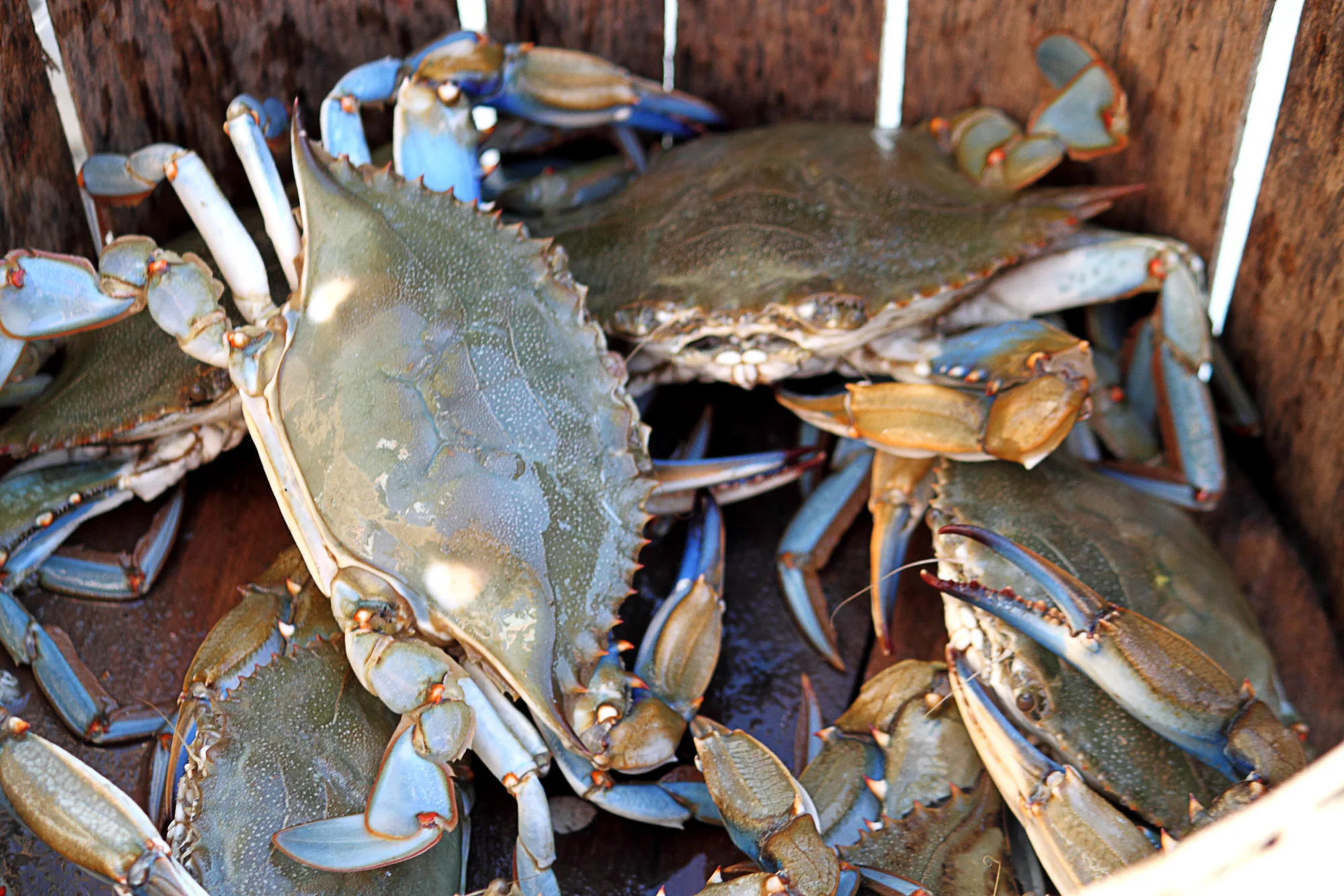crabs.jpg