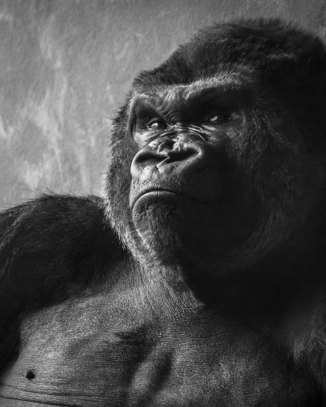 animals 03.jpg