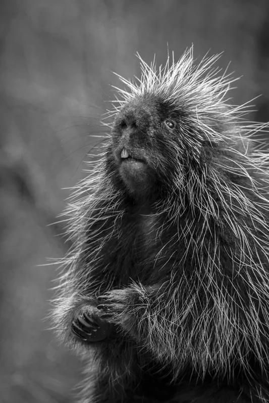 animals 18.jpg