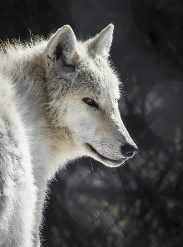animals 25.jpg