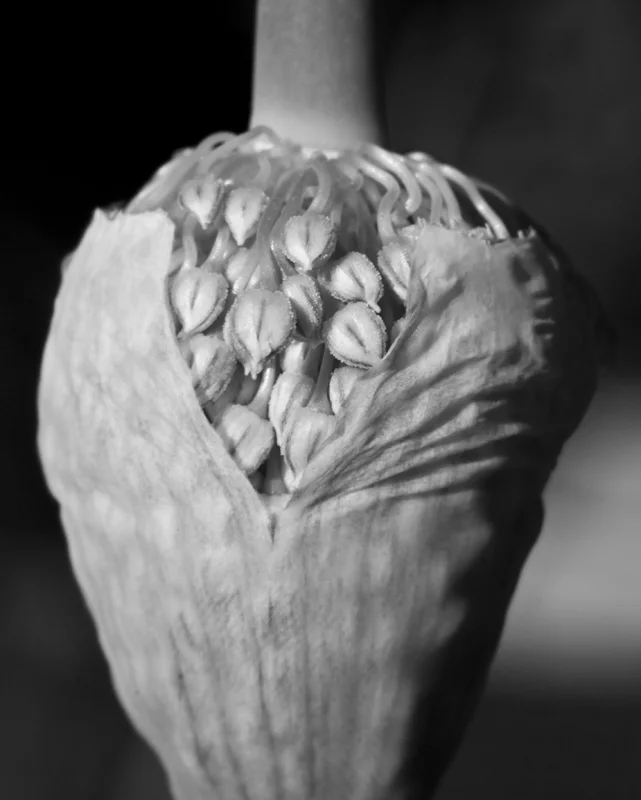 plants 01.jpg
