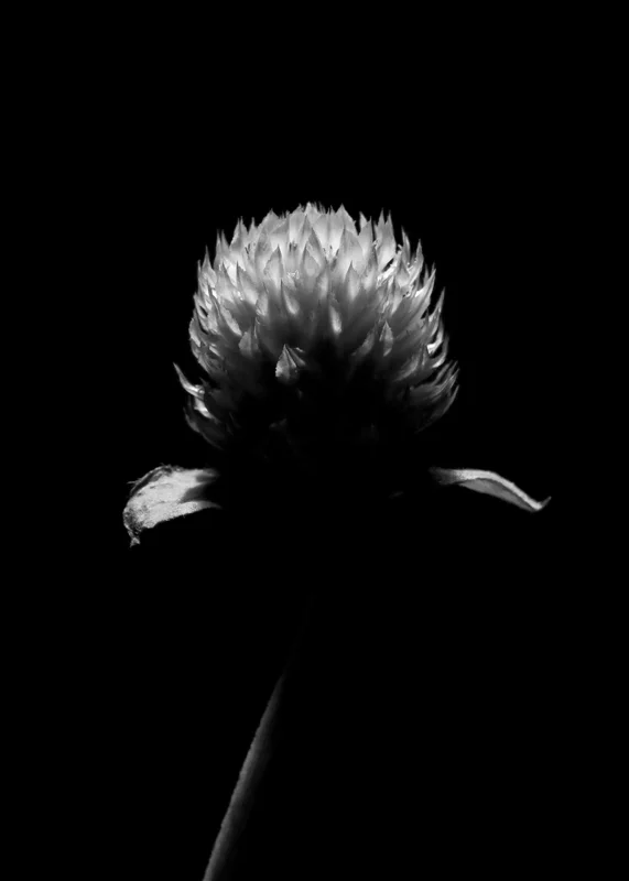 plants 04.jpg