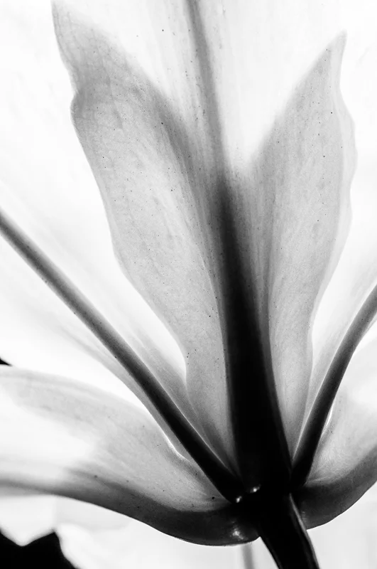 plants 03.jpg