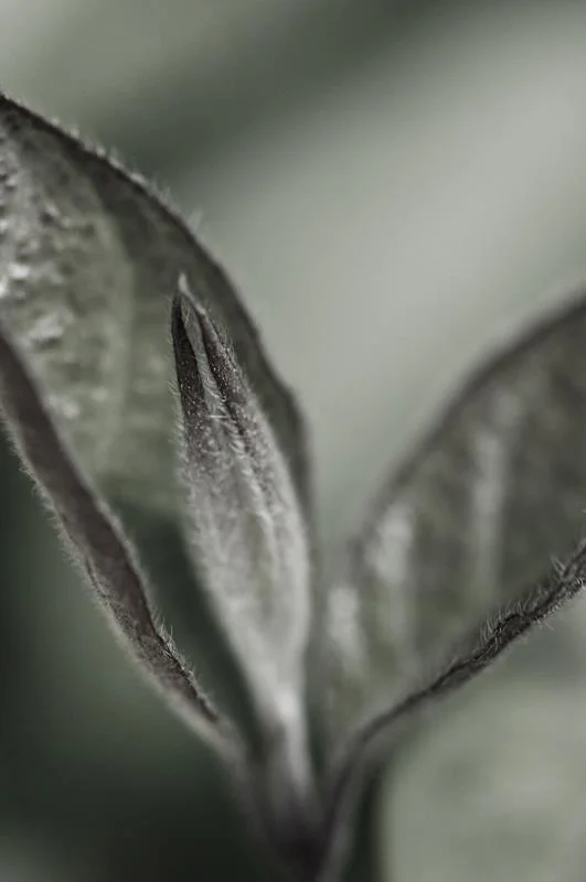 plants 13.jpg