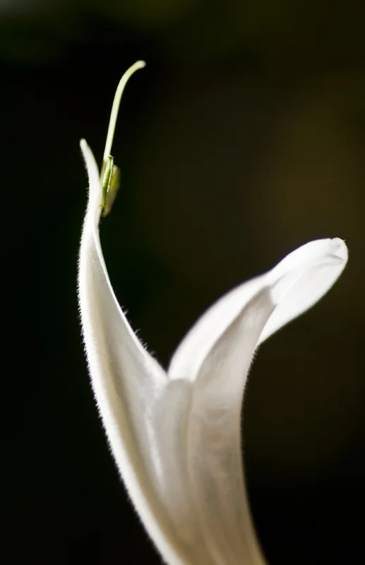 plants 14.jpg
