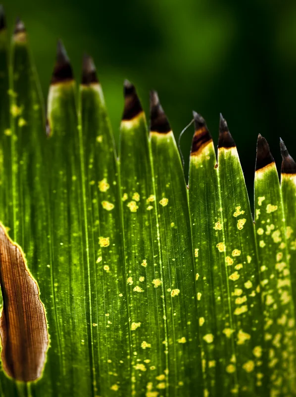 plants 16.jpg