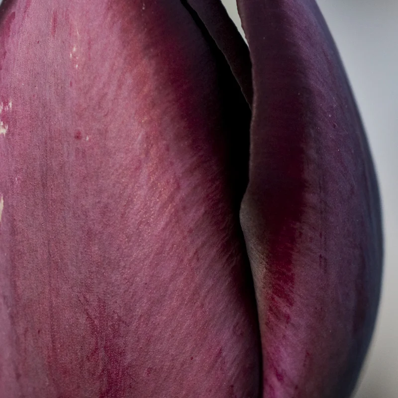 plants 17.jpg