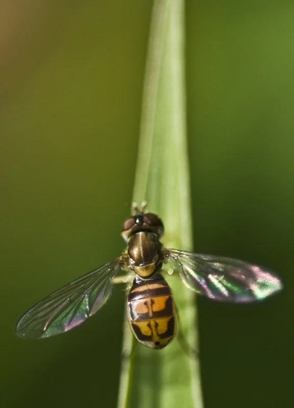 insects 02.jpg