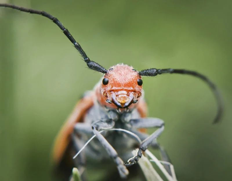 insects 01.jpg