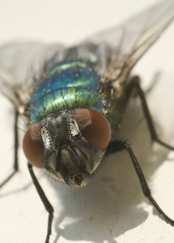 insects 11.jpg