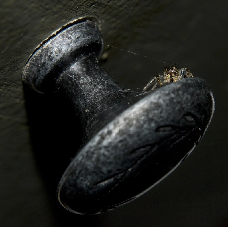 insects 18.jpg