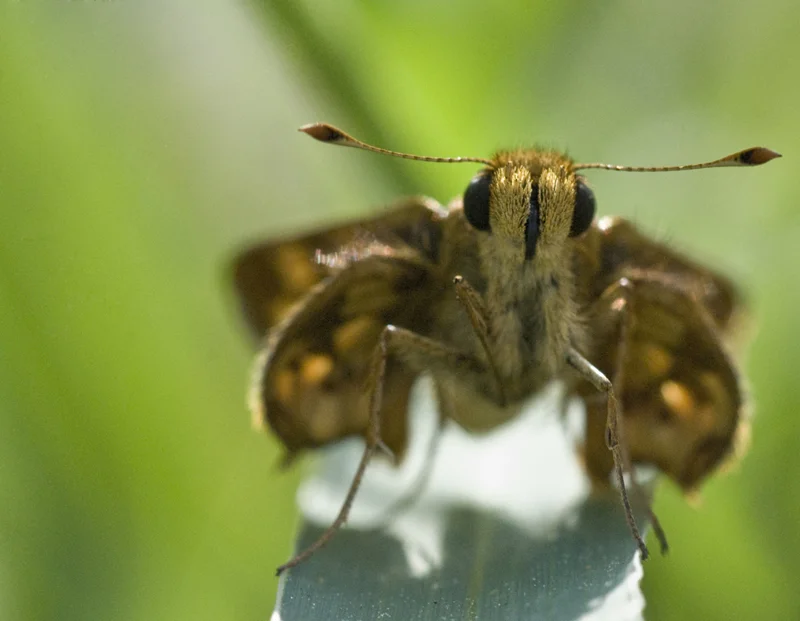 insects 24.jpg