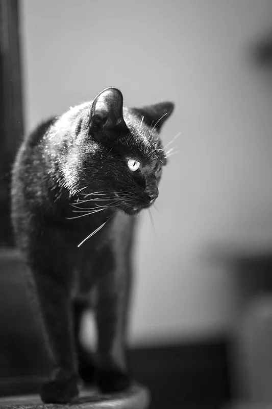 pets 02.jpg
