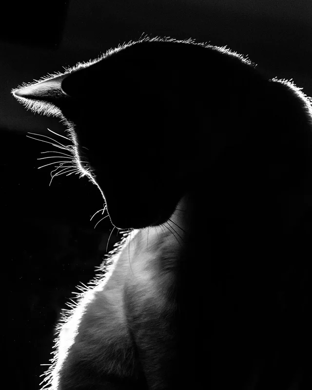 pets 06.jpg