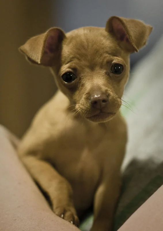pets 07.jpg