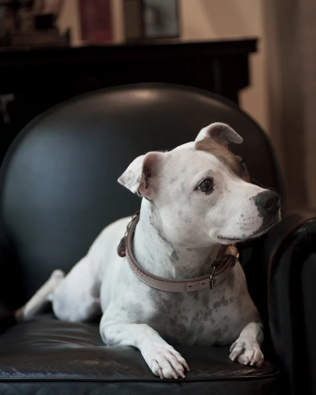 pets 11.jpg