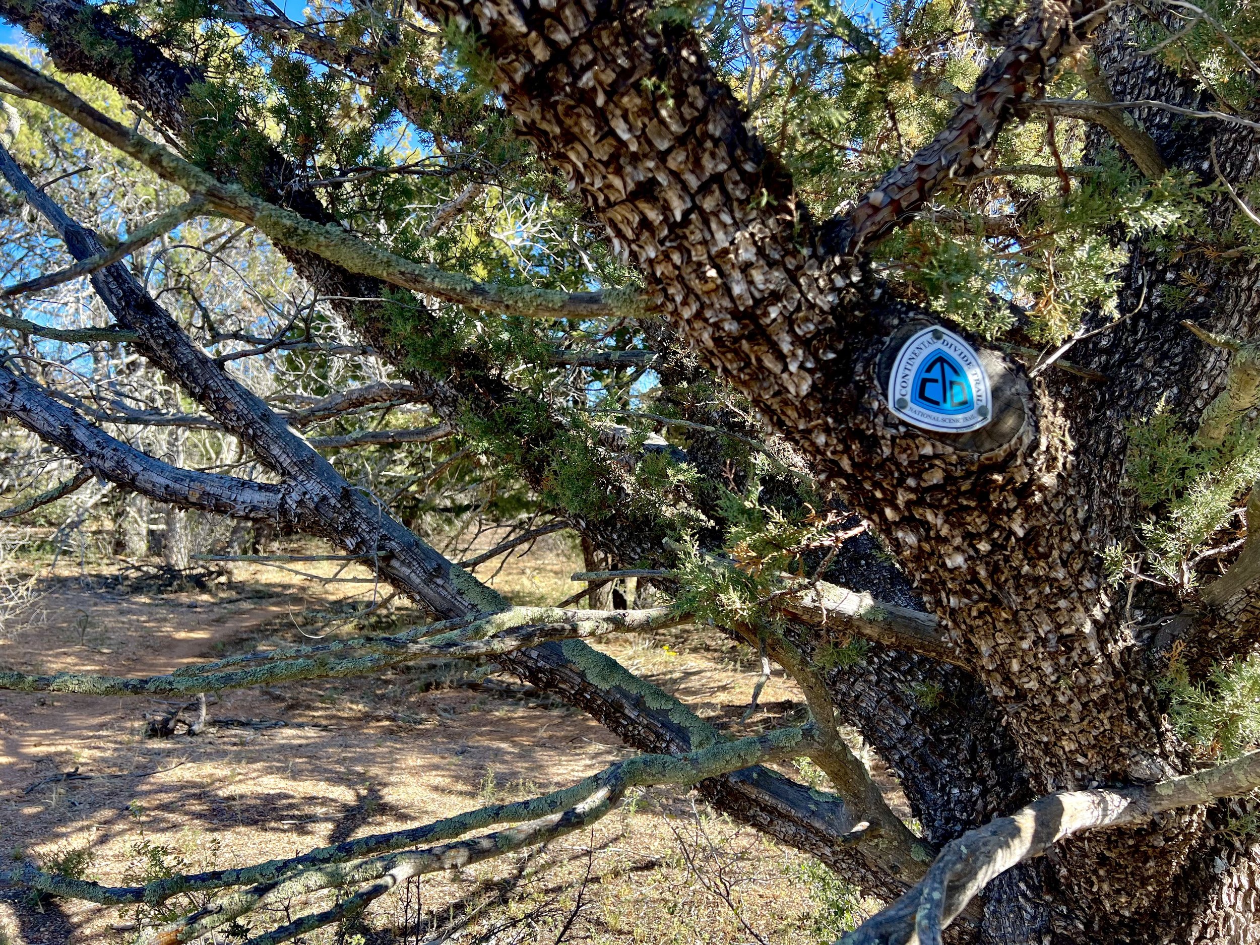it’s nice to look for the trail markers in trees again, as opposed to on sticks
