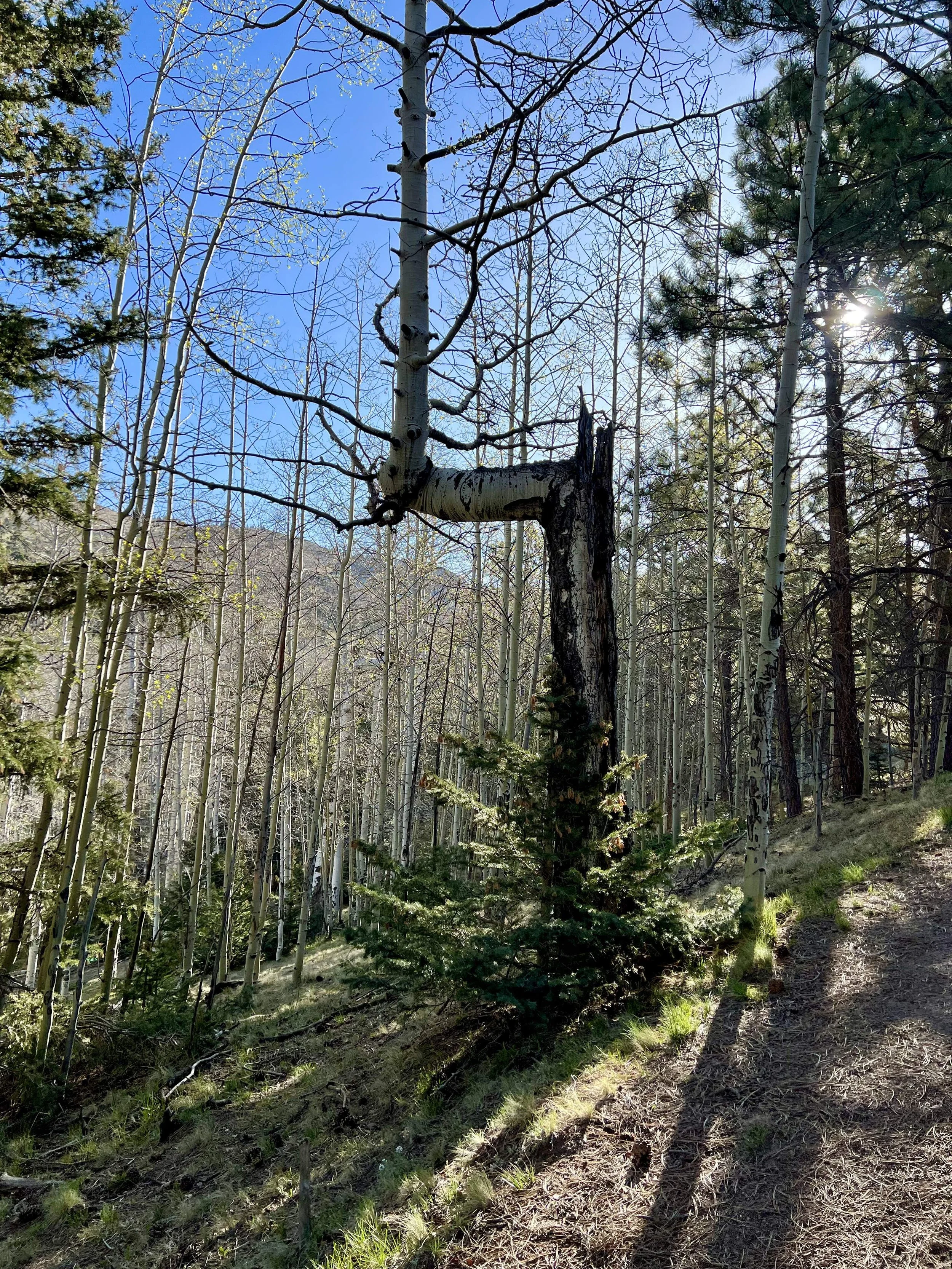  It fascinated me when trees grow bent like this 