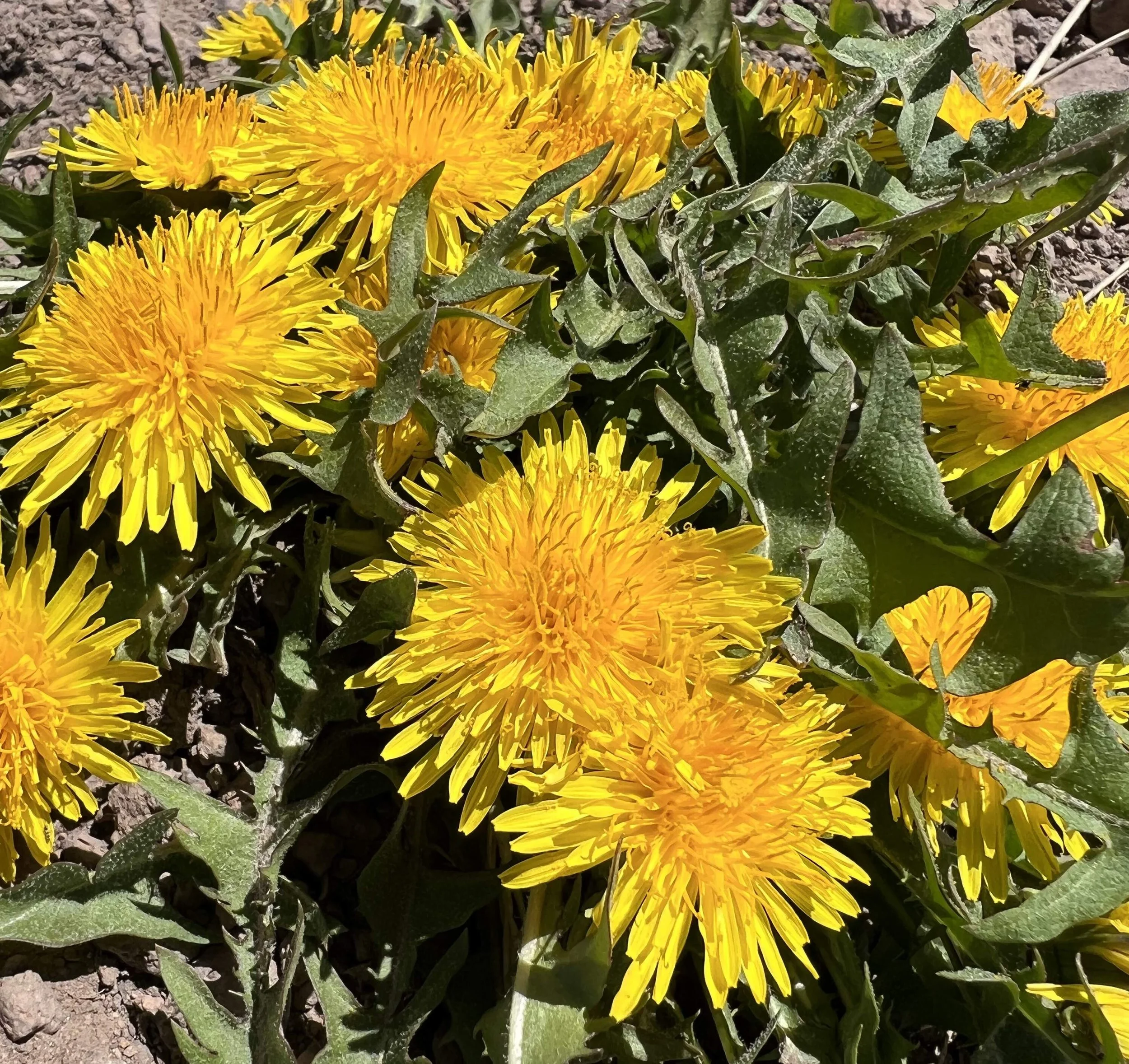  as i hobbled my way to lunch, I decided that dandelions are beautiful 