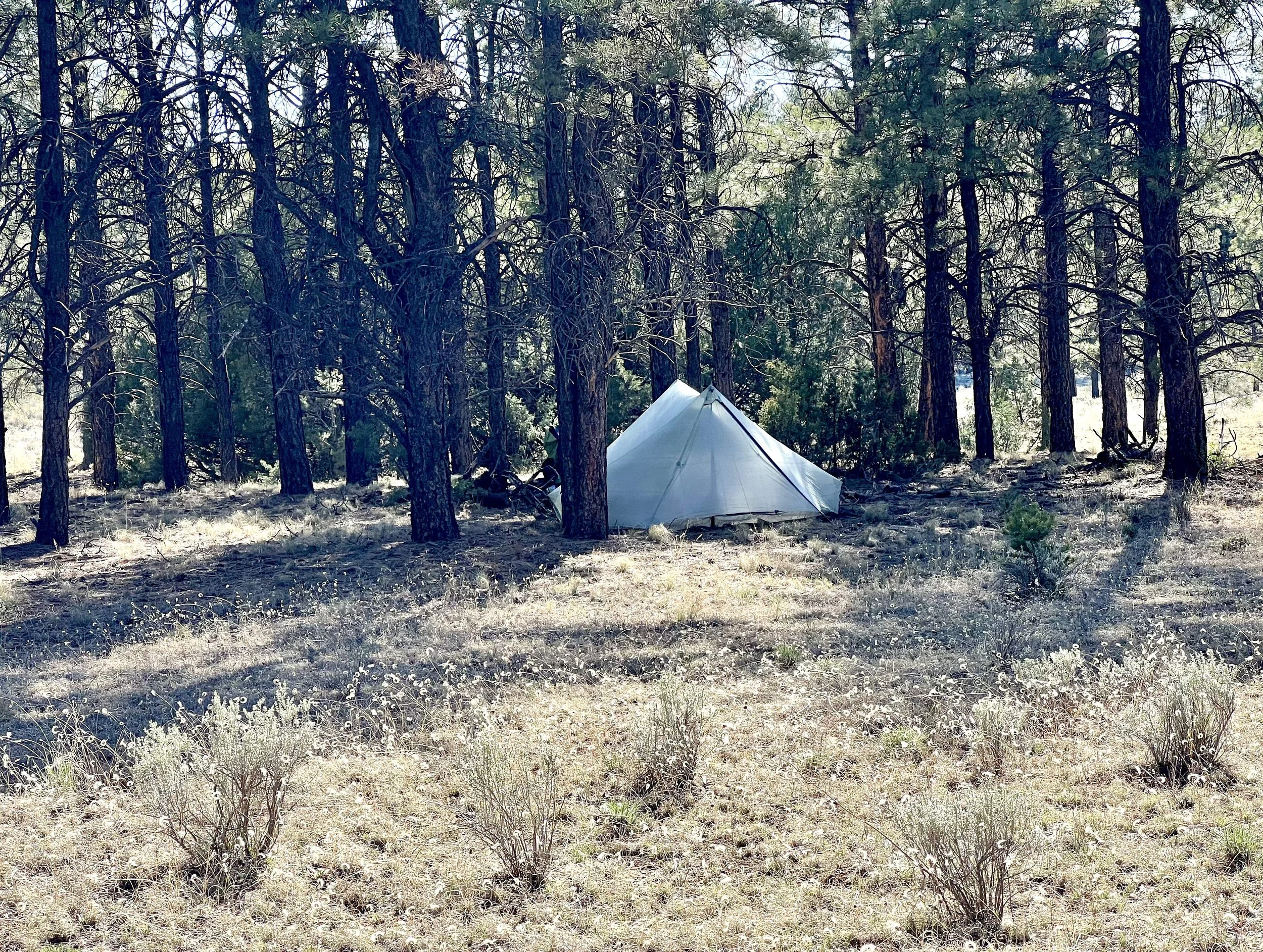  looking at tent as I walked from the trough 