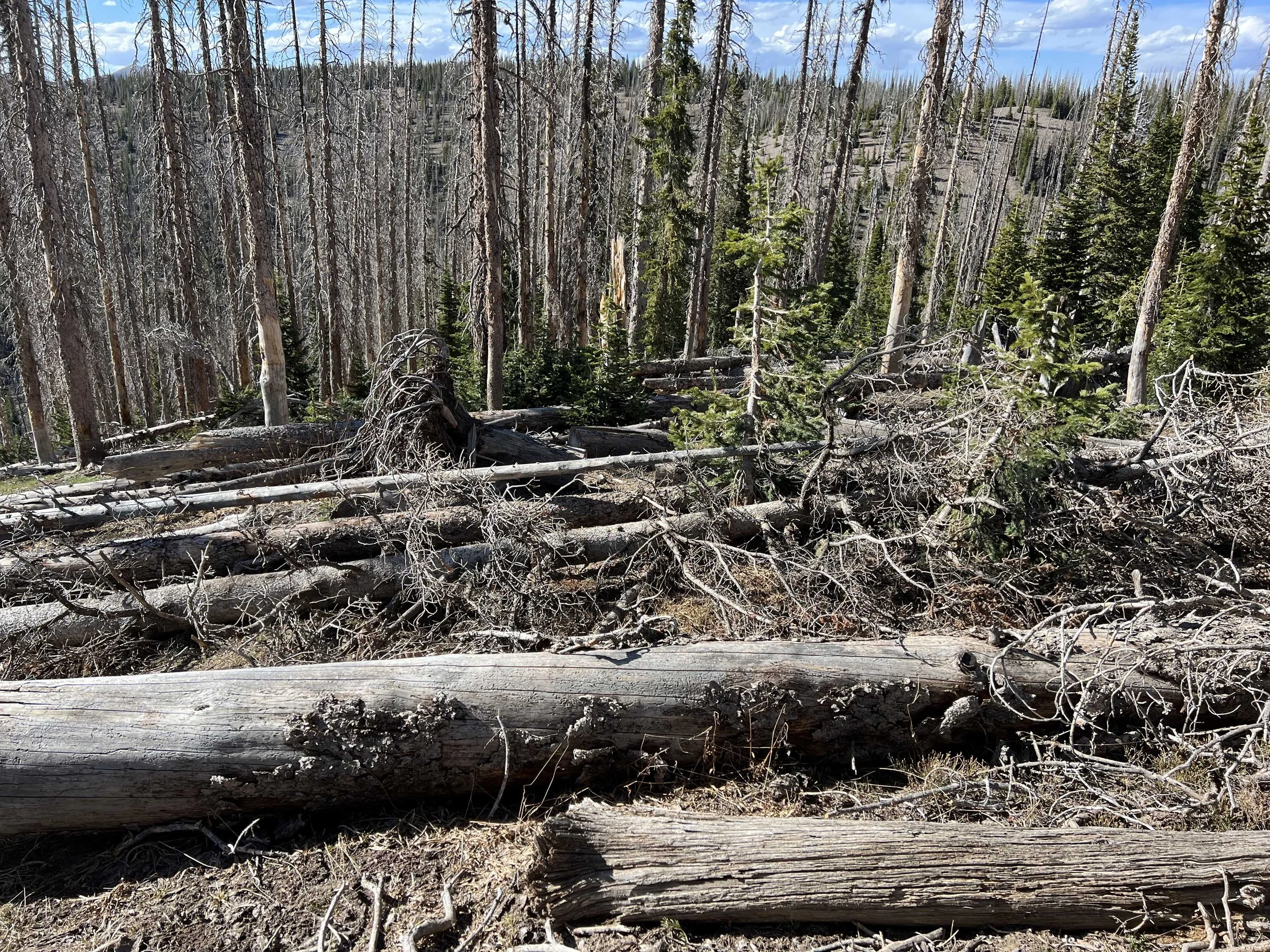  These blowdowns on the trail were ridiculous 