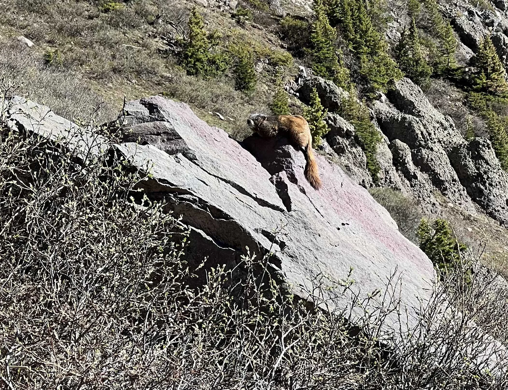  these marmots were everywhere today! 