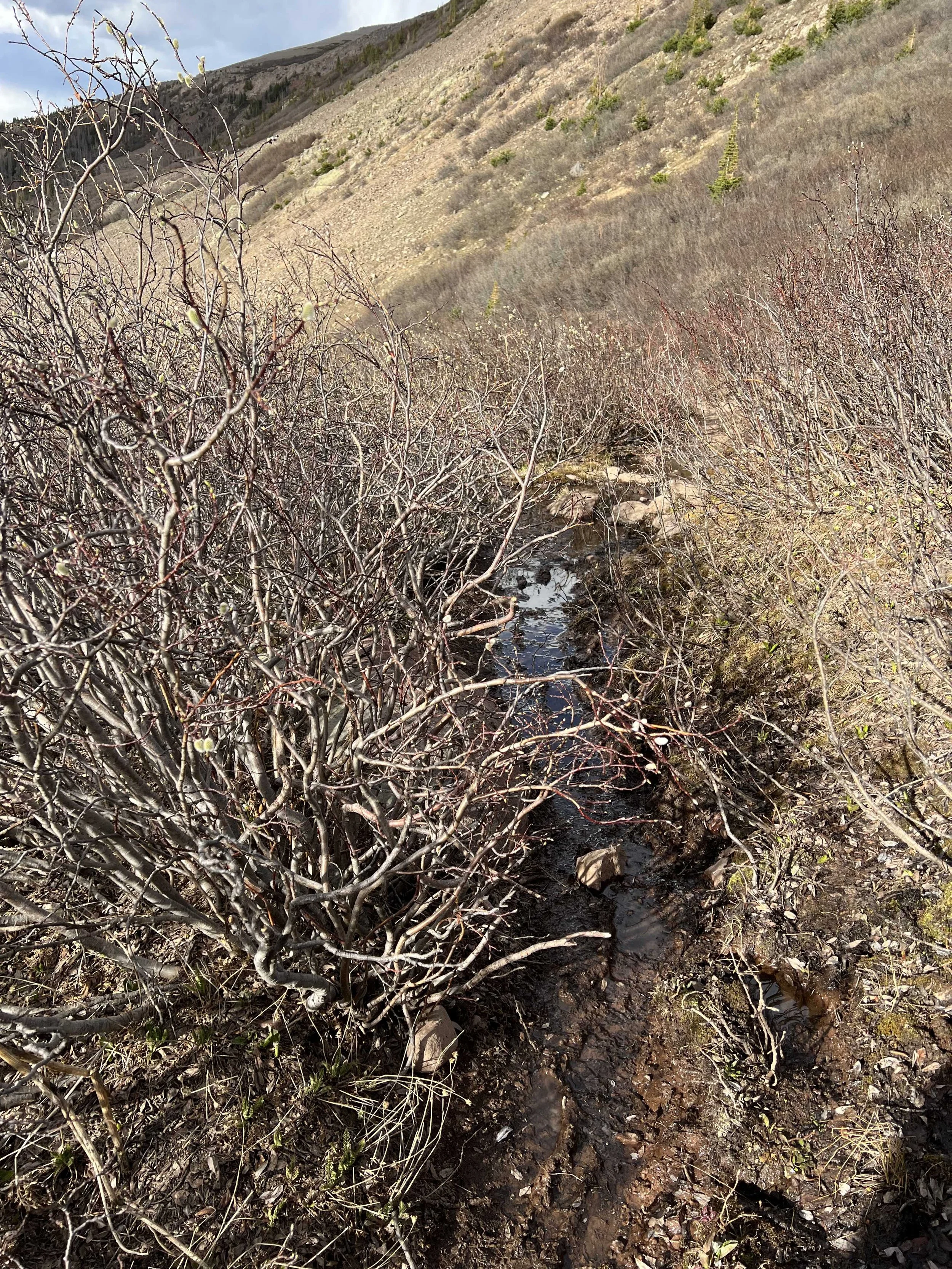  bushes and muddy water, the perfect combo to annoy a hiker 