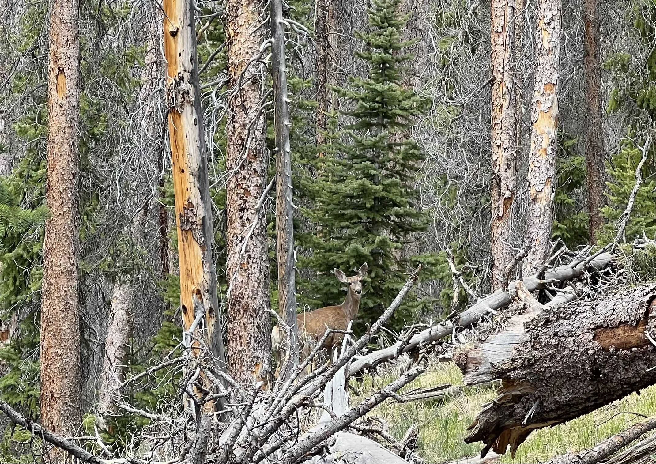  this deer and I had a moment 