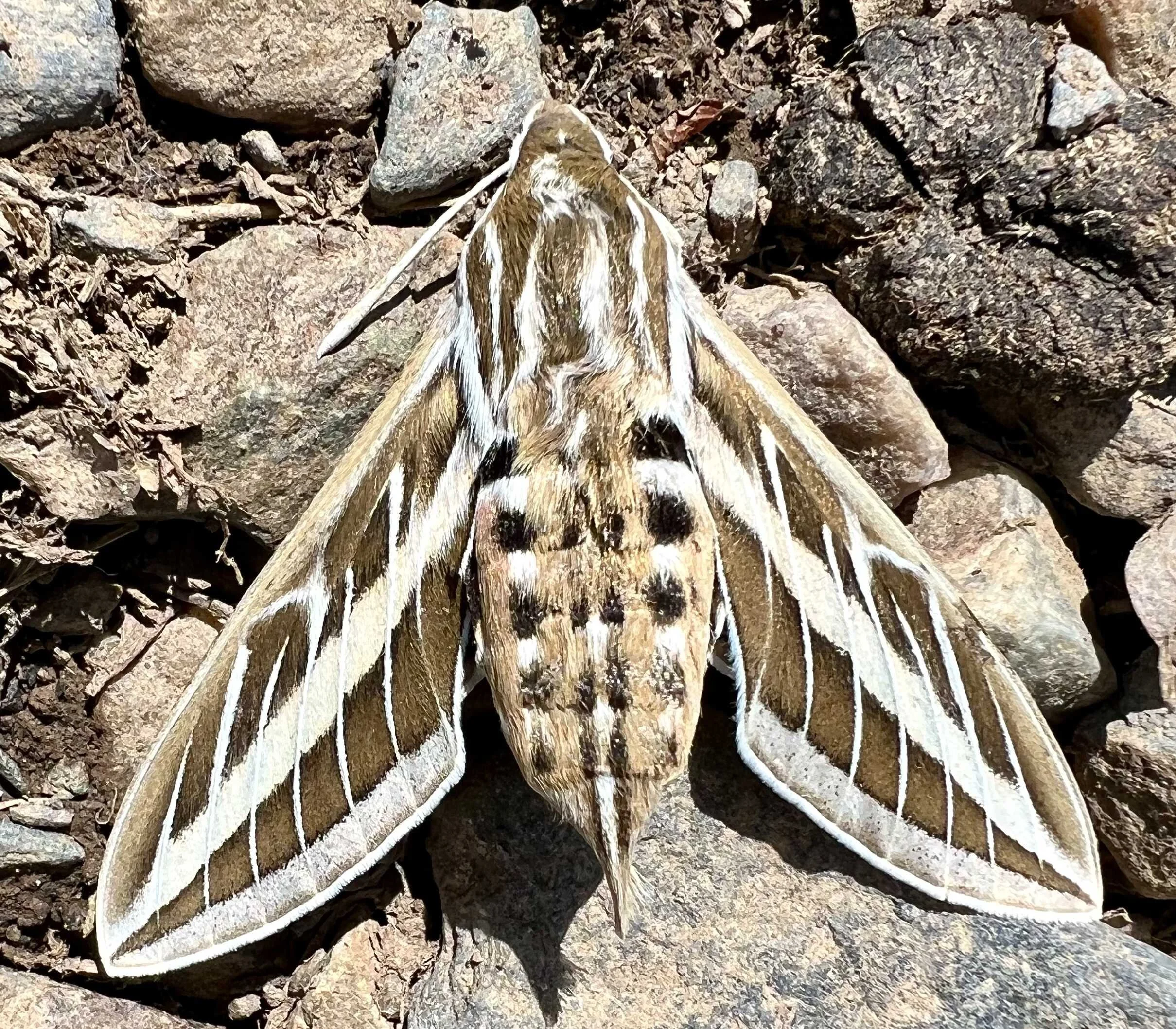  this beautiful moth didn’t make it, sadly 