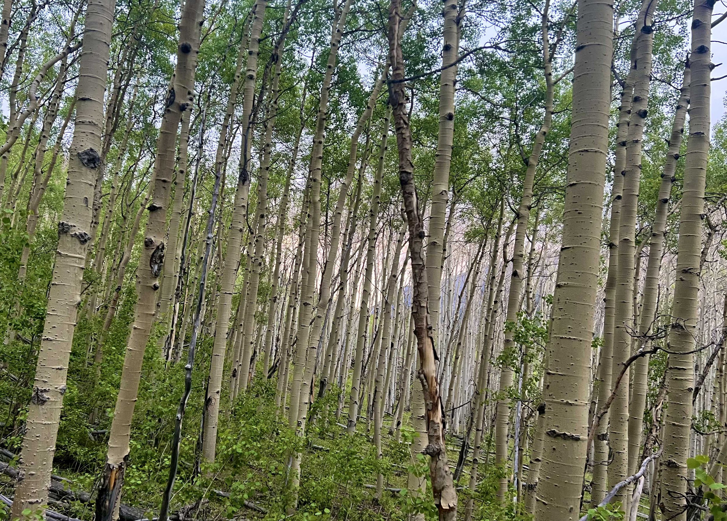  hiking before 7 is beautiful 